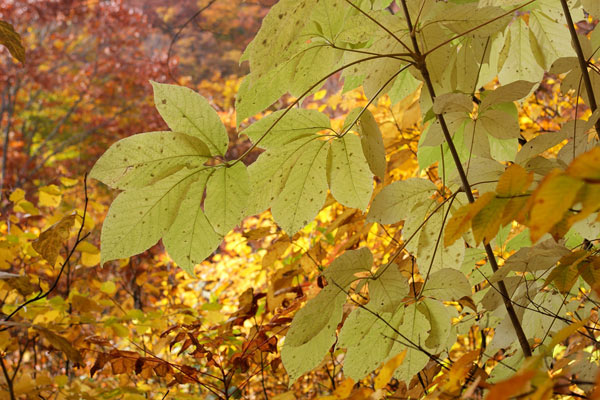コシアブラの木 秋の森林 白く透き通った木の葉 画像 無料写真素材フリー