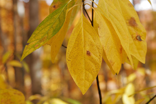 秋 黄葉したオオバクロモジ 葉 アップ画像 無料写真素材フリー
