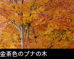 黄葉するブナの木サムネール画像