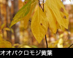 オオバクロモジ紅葉サムネール画像