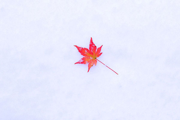 雪面と紅葉したモミジ　画像2　フリー写真素材