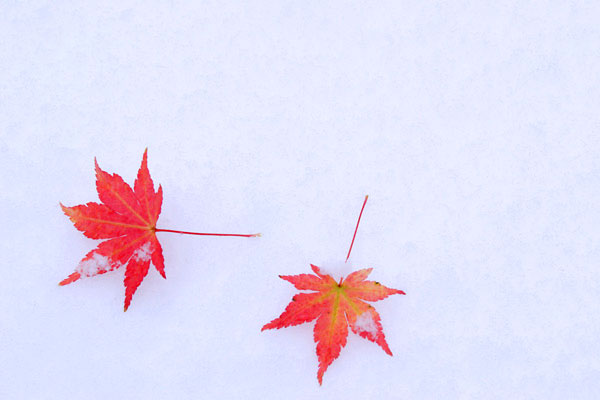 初雪、初冬のイメージ 紅葉と雪　画像5　無料写真素材 フリー