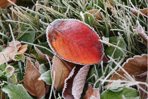 初冬 霜が落ちた落ち葉 画像2 無料写真素材 
