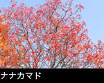 ナナカマドの木サムネール画像