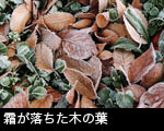 霜が落ちた落ち葉サムネール画像