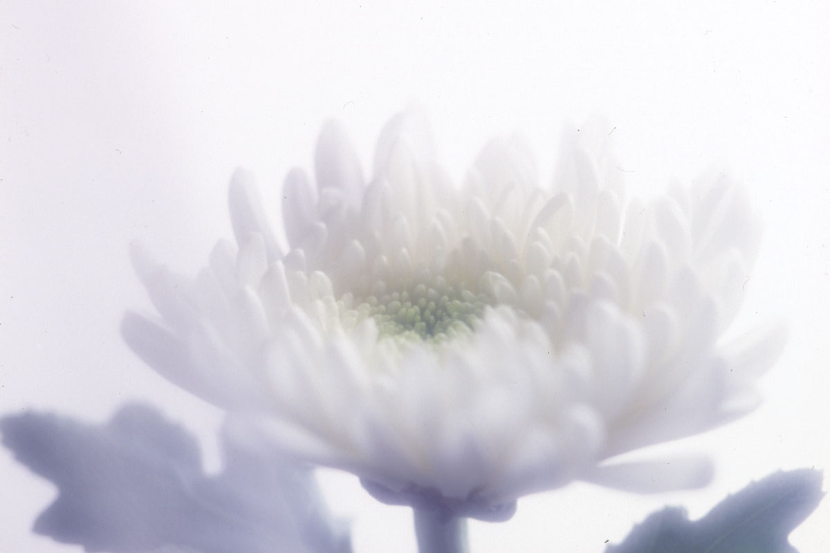 e4la-hana3　菊の花