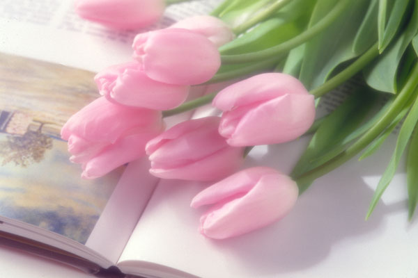 チューリップの花と本 　画像　無料写真素材　 フリー写真素材　