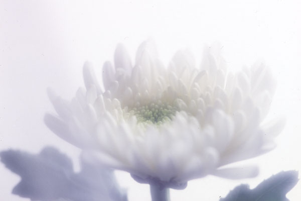白い菊の花 　画像　無料写真素材　 フリー写真素材　