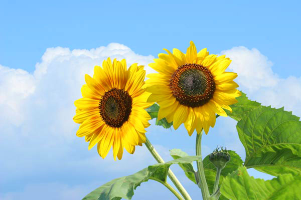 ヒマワリの花と夏雲　画像2　夏の花　無料写真素材