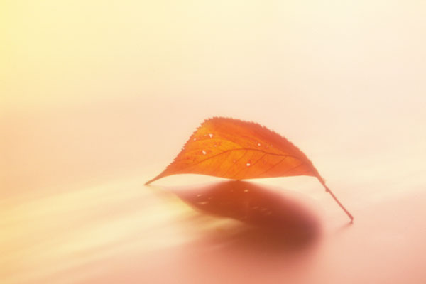 枯れ葉 秋のイメージ セピア色 画像3 無料写真素材 フリー素材