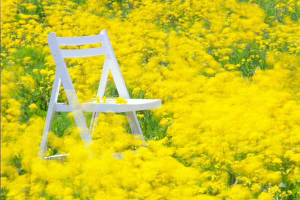風に揺れる菜の花と白い椅子 春の爽やかなイメージ 画像 無料写真素材 フリー素材