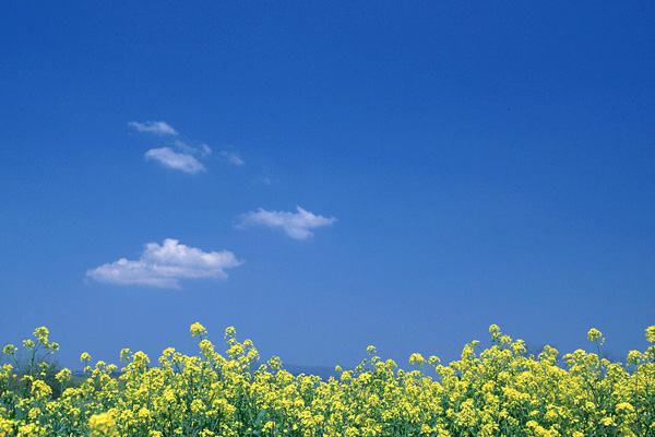 菜の花と青空と雲　 画像　 無料写真素材 フリー写真素材