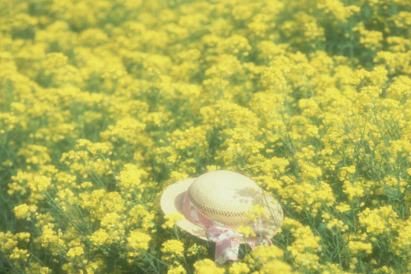 菜の花と麦わら帽子　春・初夏のイメージ　 画像　 無料写真素材 フリー写真素材　