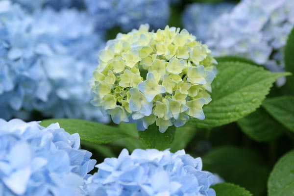 アジサイの花　画像　夏のイメージ　無料写真素材 フリー素材