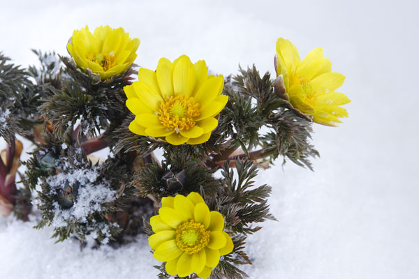 　雪の中で咲く福寿草イメージ　画像3　無料写真素材
