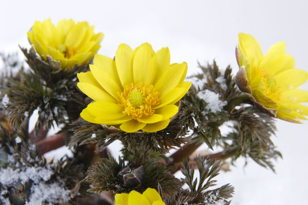 　雪の中で咲く福寿草アップ　画像4　フリー写真素材 無料
