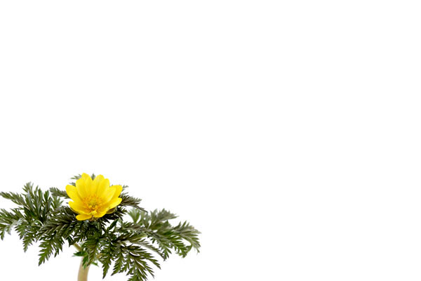 福寿草の花 画像1 無料写真素材