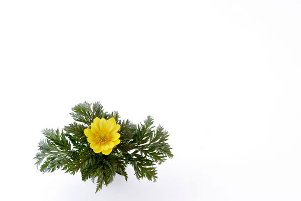 福寿草の素材　背景白　 画像2　フリー写真素材