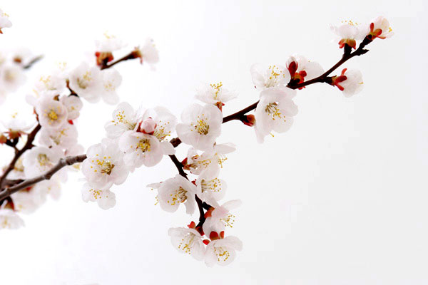 梅の花 画像1 フリー写真素材 花ざかりの森