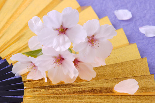 桜の花と花びら　金の扇子　画像1　 フリー写真素材　無料写真素材　