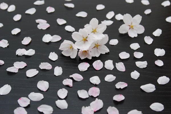 黒の背景に桜の花とたくさんの花びら 日本 和のイメージ 画像 無料写真 花ざかりの森 素材 フリー