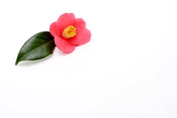 赤い椿の花　素材　 画像1　白バック　無料写真素材 フリー