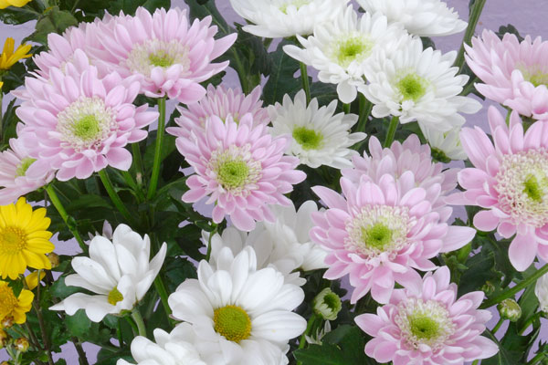 菊の花束　画像1　 無料写真素材 フリー