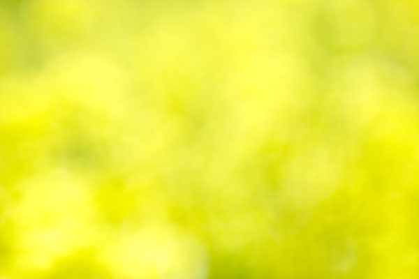黄色のバックグラウンド　菜の花　　画像1　 無料写真素材　フリー写真素材