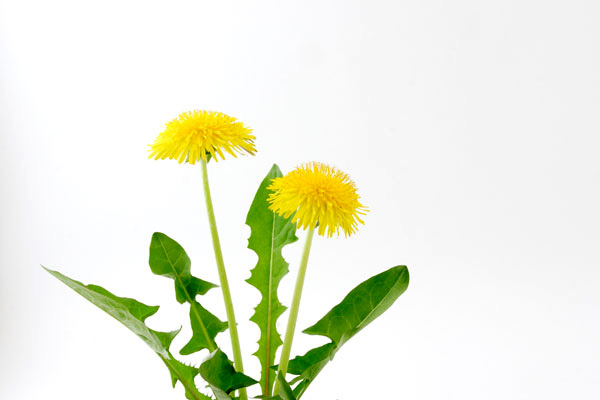 タンポポの花　素材　白バック　画像　 無料写真素材　フリー写真素材