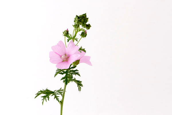 淡いピンクの花　 画像1　花期5〜6月　無料写真素材　フリー写真素材