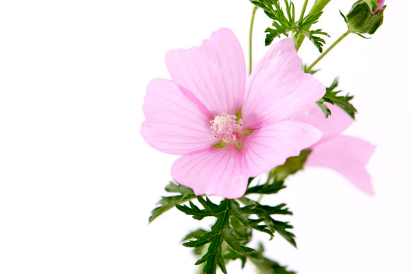 淡いピンクの花　 画像2　花期5〜6月　無料写真素材　