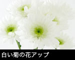 白い菊の花アップ