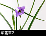 紫露草2