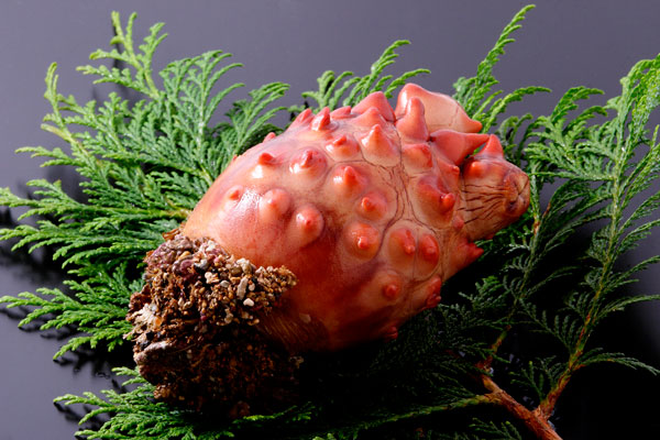 ホヤ 画像1 料理の素材 海産物 魚貝 無料写真素材「花ざかりの森」