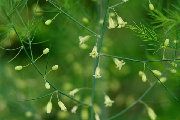 アスパラガスの花 画像 無料写真素材 フリー
