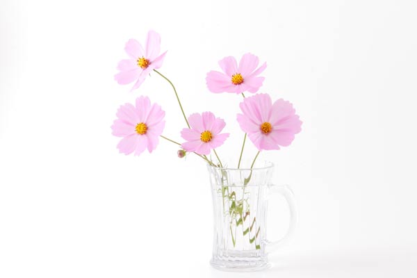 コスモスの花　画像1　無料写真素材 フリー