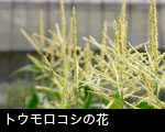 トウモロコシの花