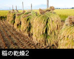 稲の乾燥2