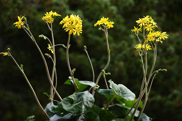 ツワブキ（イシブキ）の花 無料写真素材 フリー素材 12月に咲く花　画像2