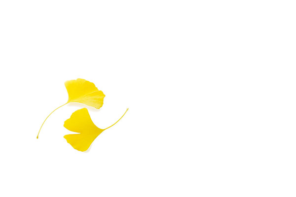 黄葉したイチョウの葉　画像2　 フリー写真素材
