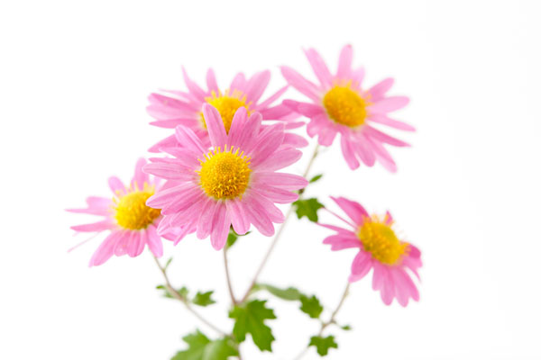 ピンクの小菊（洋菊）　画像2 　白バック　無料写真素材
