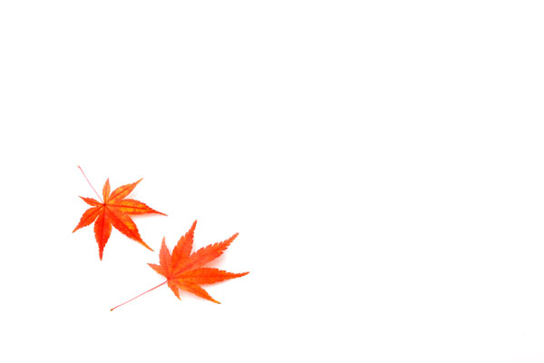 紅葉したモミジの葉2枚　白バック　画像3　フリー写真素材　