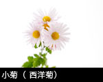 小菊（ 西洋菊）
