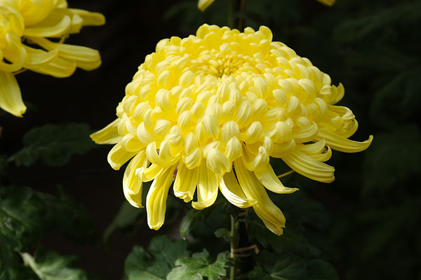 大輪の和菊　黄色　画像2　フリー写真素材　