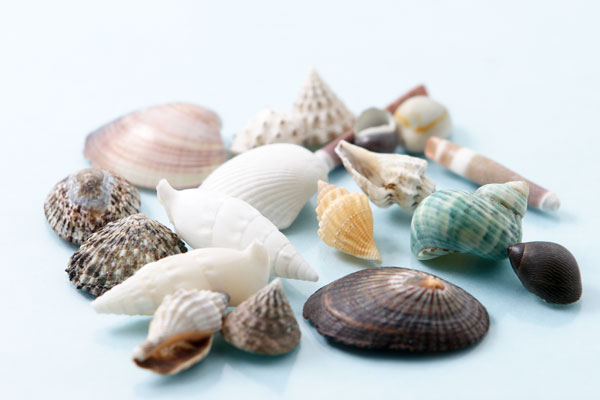 貝がら 画像1 さまざまな色や形の集合 無料写真素材　