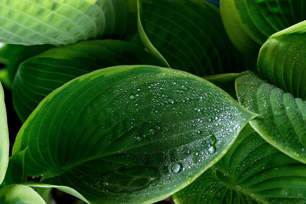 ギボウシ若葉と水滴　画像1　無料写真素材