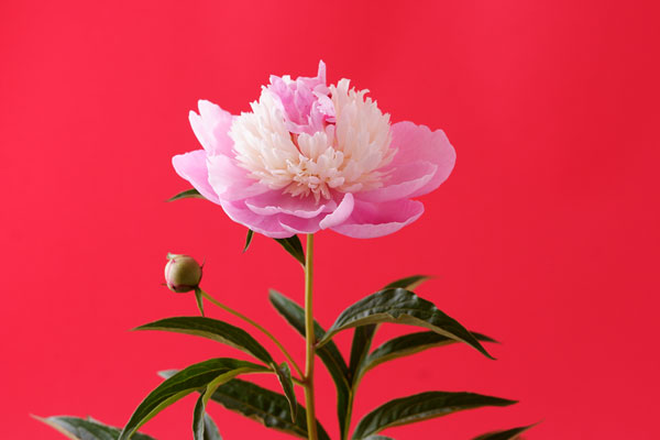 牡丹の花　赤いバック　画像1　無料写真素材　