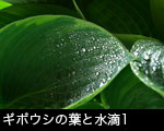 ギボウシの葉と水滴1