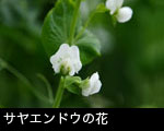 サヤエンドウの花