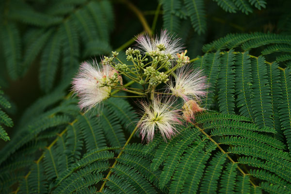 ネムノキの花　夏の花　画像1　無料写真素材　